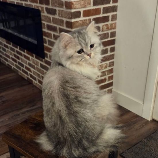 Tiny Purebred Persian Female Cat