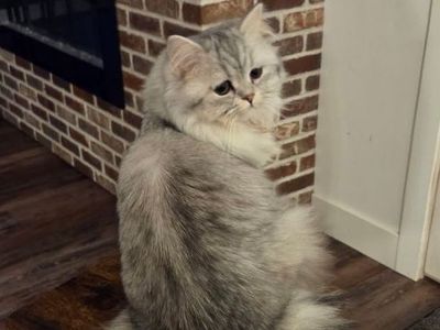Tiny Purebred Persian Female Cat