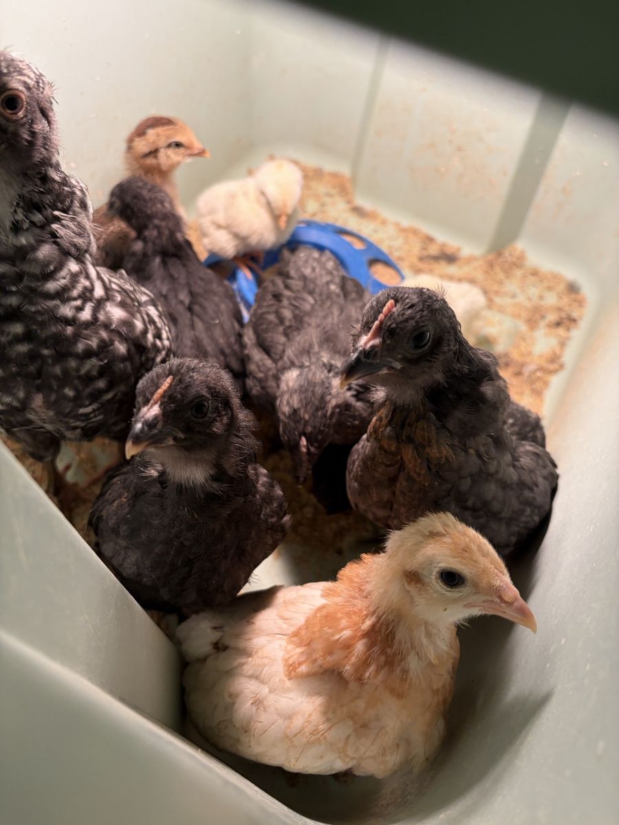 Unsexed Baby Chickens