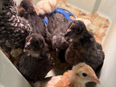 Unsexed Baby Chickens