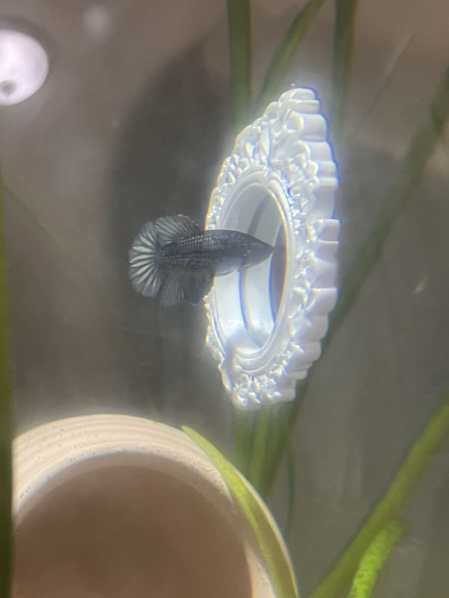 Free betta fish