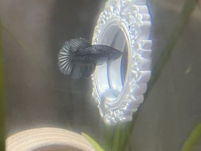 Free betta fish