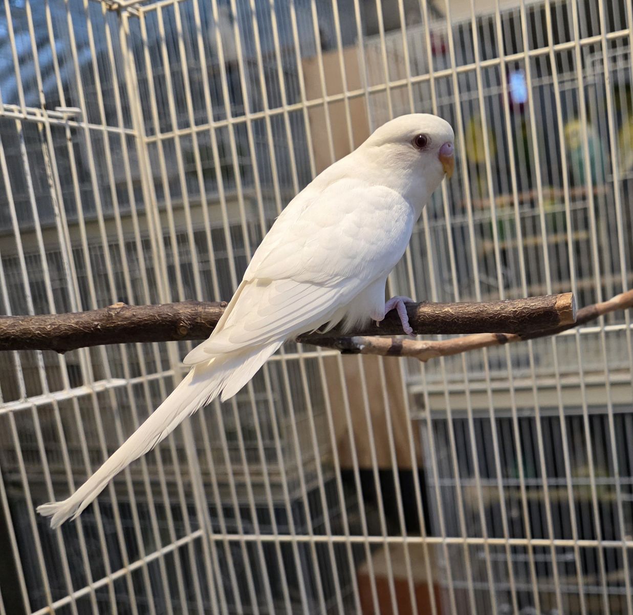 Young and weaned parakeets
