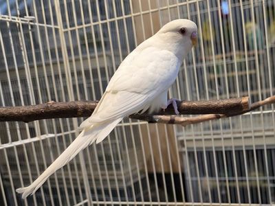 Young and weaned parakeets