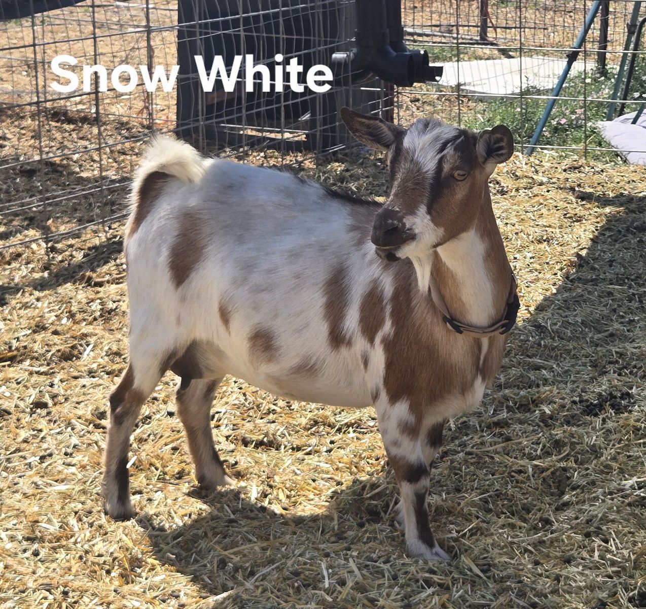 Nigerian Dwarf Goat Herd - 15 Goats - Individuals or Multiple-Goat Discount