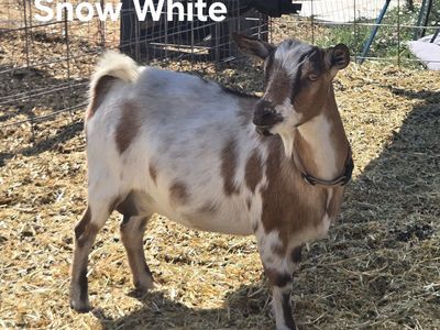 Nigerian Dwarf Goat Herd - 15 Goats - Individuals or Multiple-Goat Discount