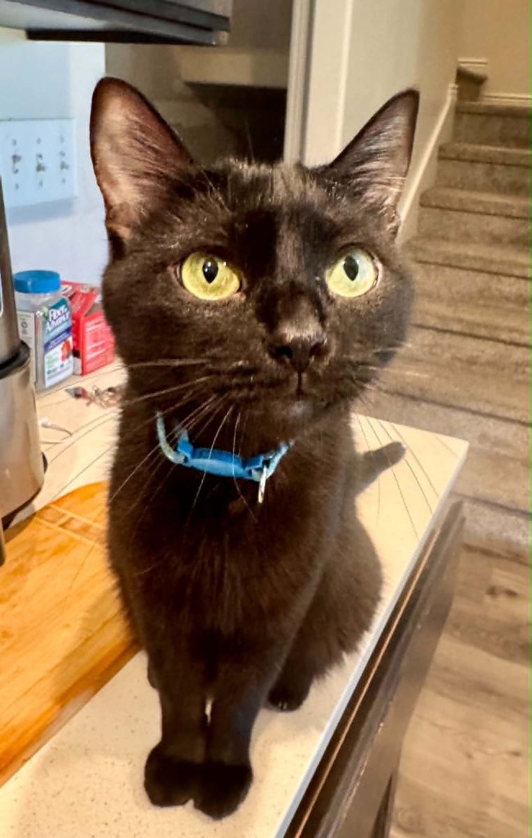 This Cutie Needs a New Home