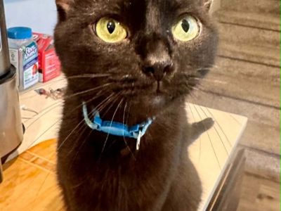 This Cutie Needs a New Home
