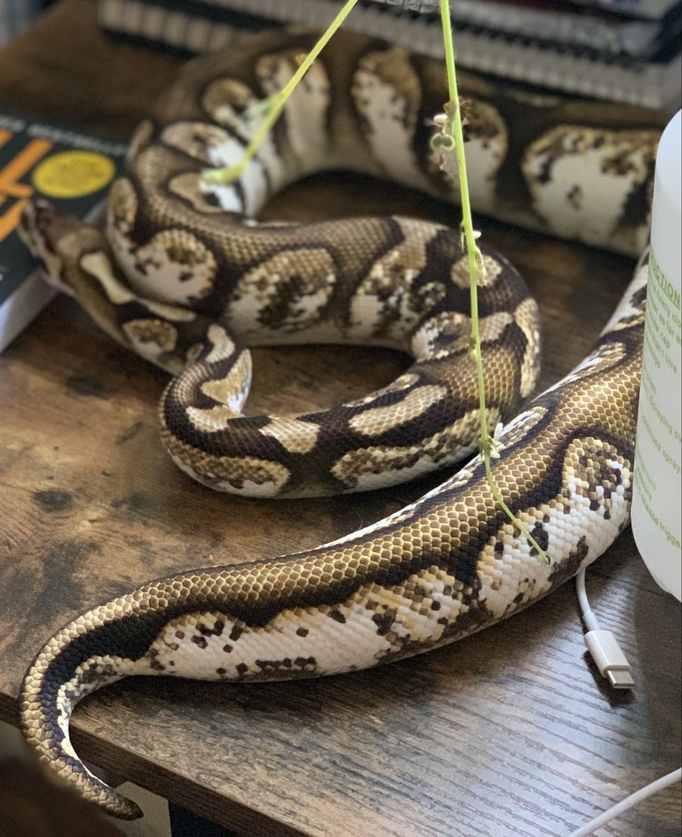 ISO Ball pythons