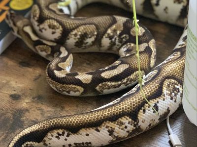 ISO Ball pythons