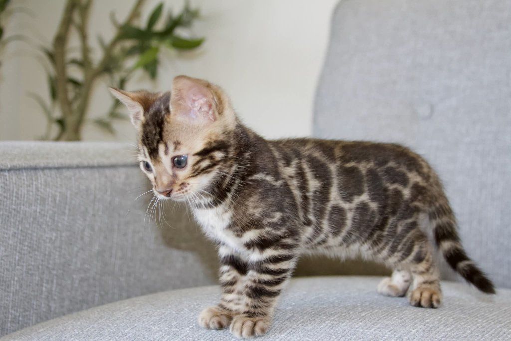 TICA Registered Bengal Cattery - Kittens available