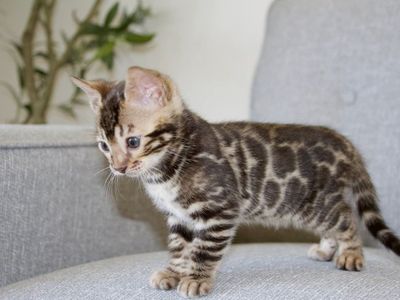 TICA Registered Bengal Cattery - Kittens available