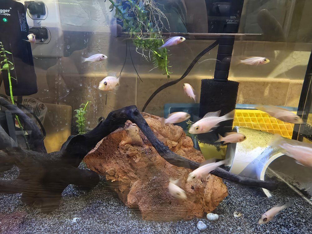 Juvenile Strawberry Cichlids