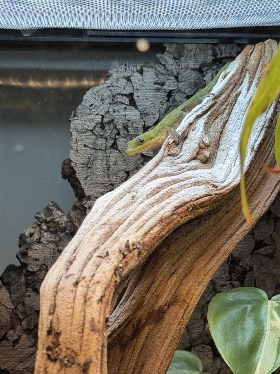 Gold dust day gecko pair