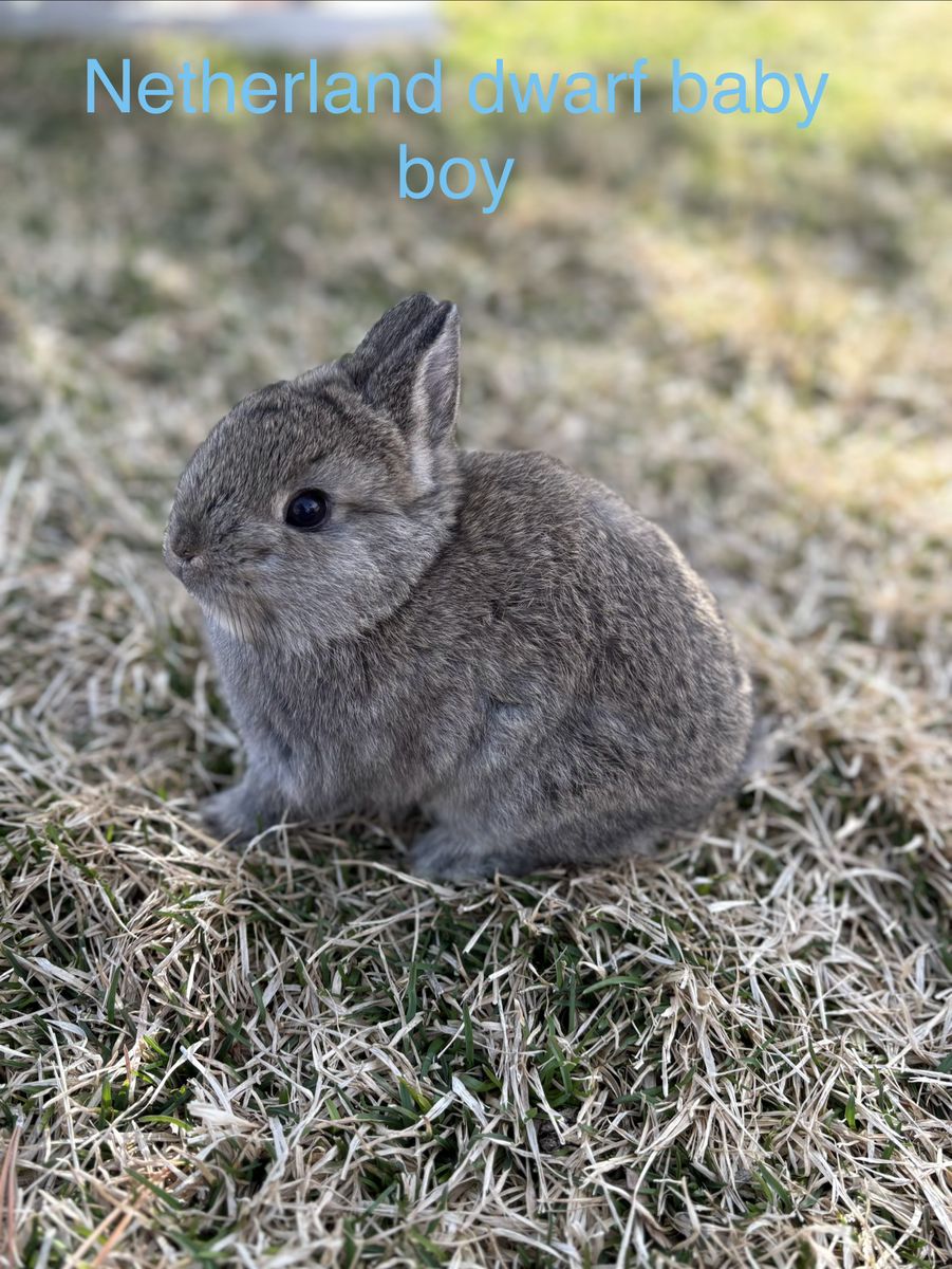 Netherland Dwarf's