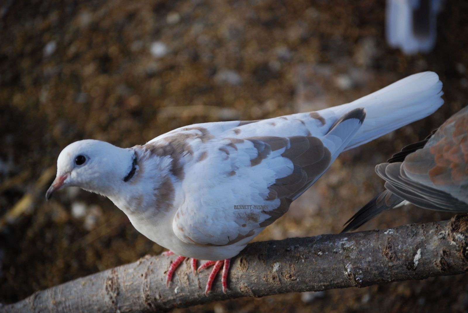 Pied Ringneck Doves