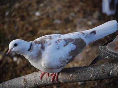Pied Ringneck Doves