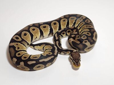 Sale! FEMALE PASTEL CHOC HET DG