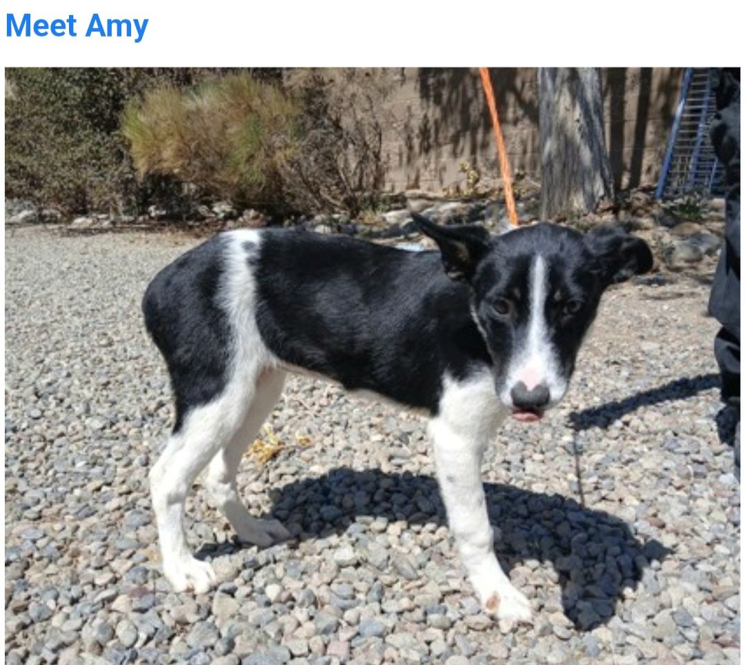 Amy, 6 month old border collie mix looking for a home 