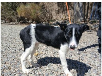 Amy, 6 month old border collie mix looking for a home