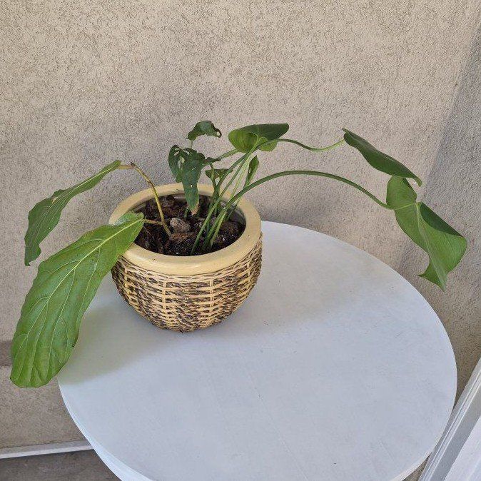 Woven Pot w/Plant