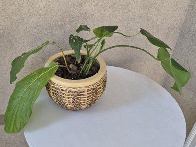 Woven Pot w/Plant