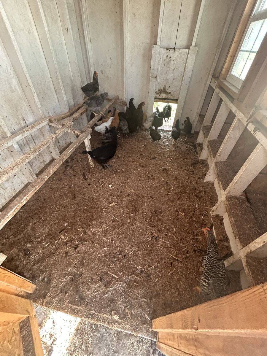 Coop ready chicks