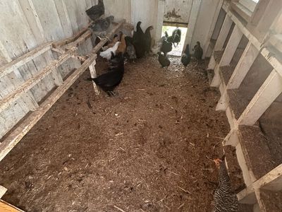 Coop ready chicks