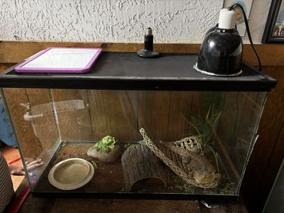 Bearded Dragon, Enclosure Set and Lamps