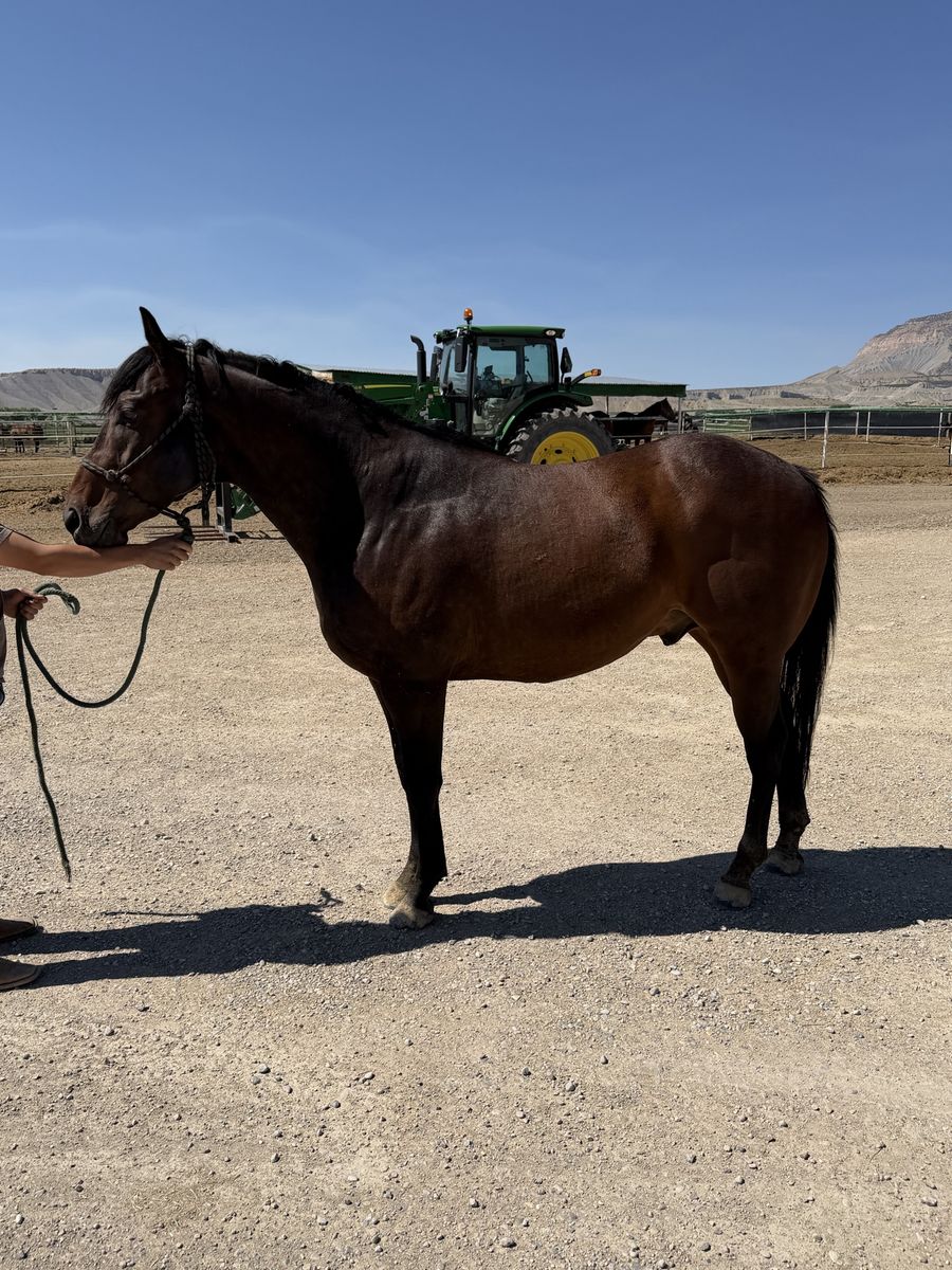 4 yr old appendix bred gelding