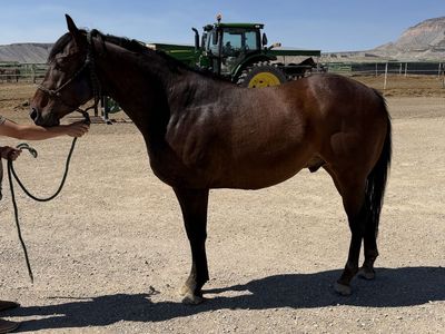 4 yr old appendix bred gelding