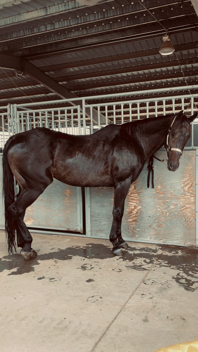 Horse for sale!