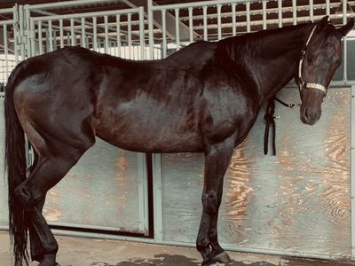 Horse for sale!