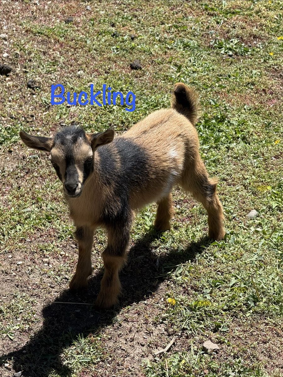 Adorable Nigerian Dwarf Baby Goats