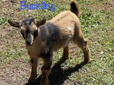 Adorable Nigerian Dwarf Baby Goats
