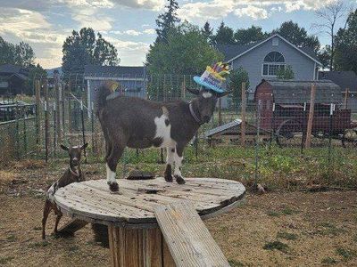 Registerable Nigerian Dwarf Doe