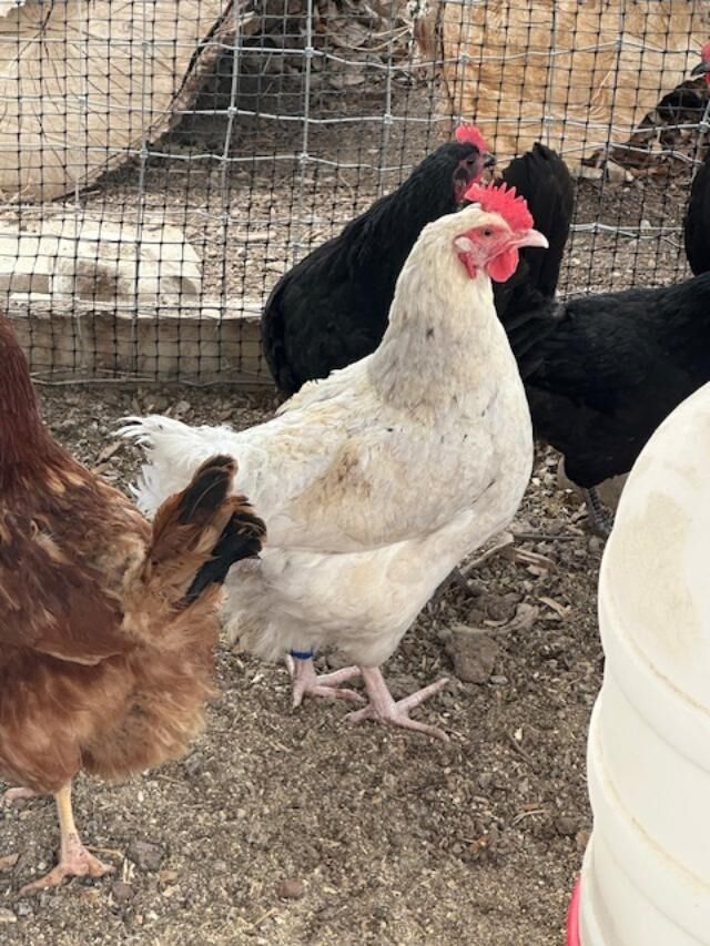 Smokey Pearl Laying Hen 10 month old - Read description