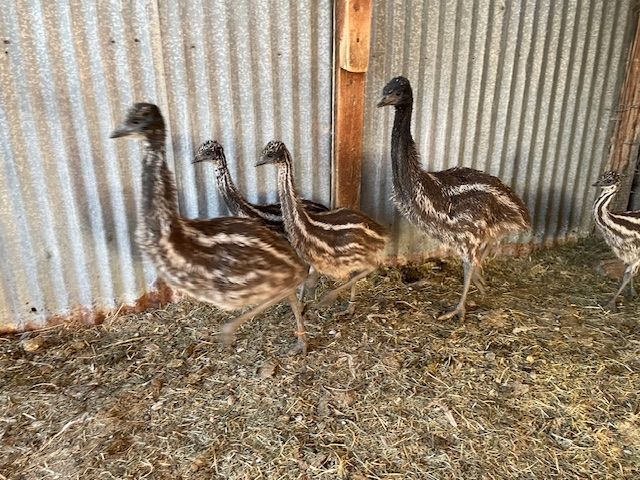 EMU CHICKS