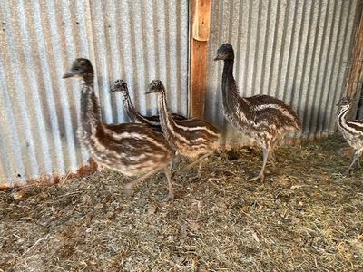 EMU CHICKS