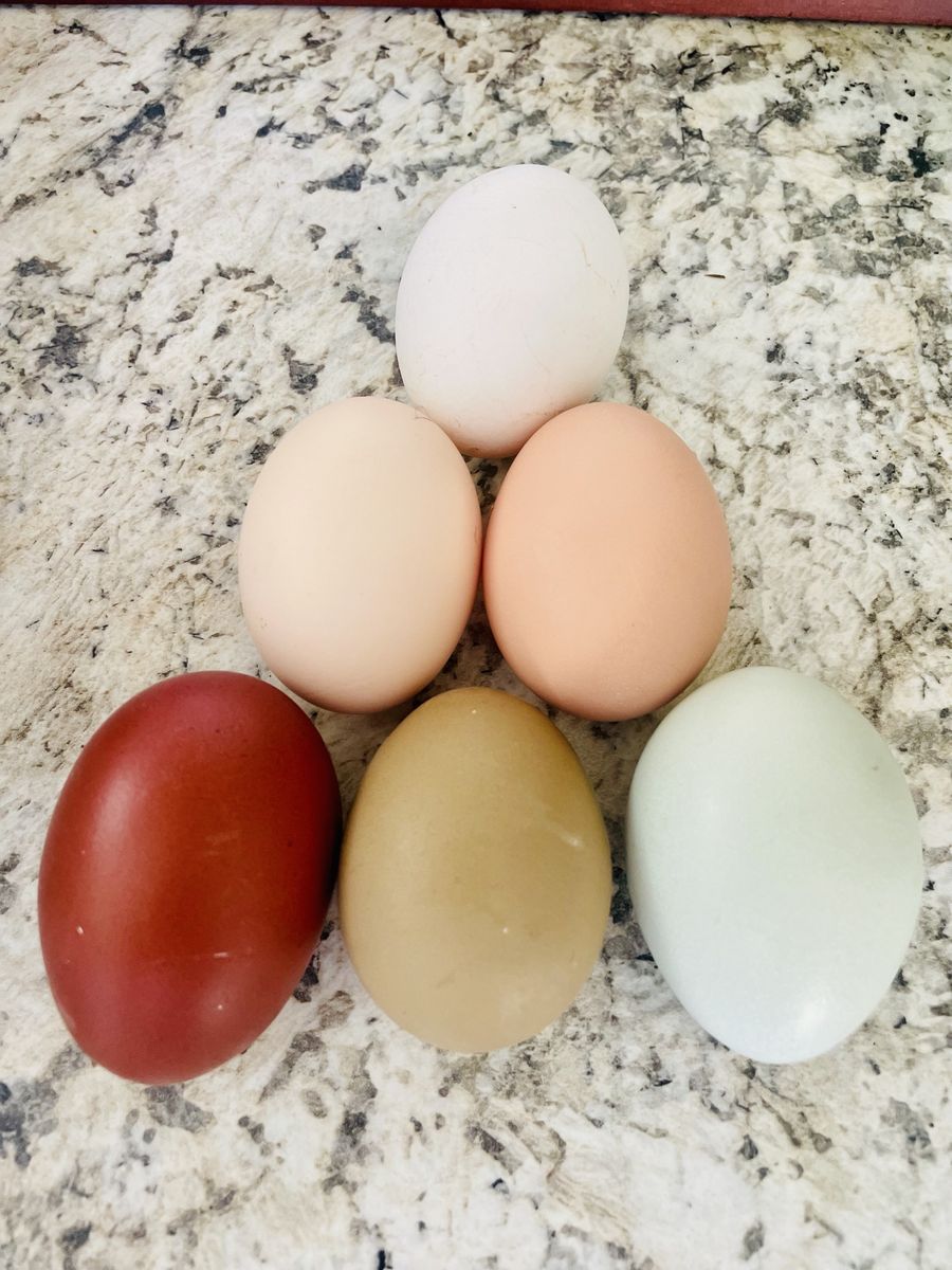 Rainbow Hatching Eggs