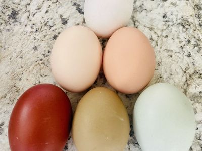 Rainbow Hatching Eggs