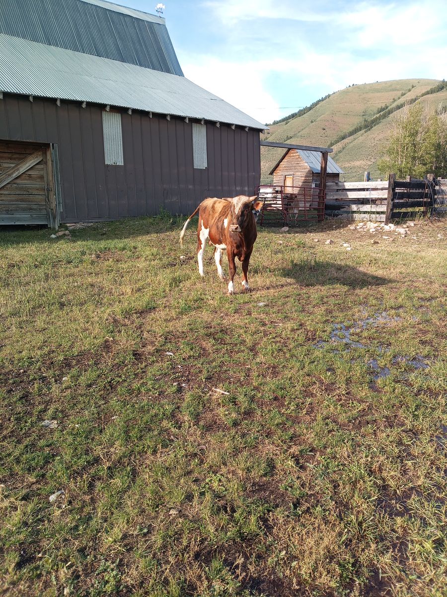18-Month Jersey/Guernsey Cross Bull - $2,000 OBO