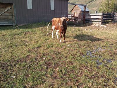 18-Month Jersey/Guernsey Cross Bull - $2,000 OBO