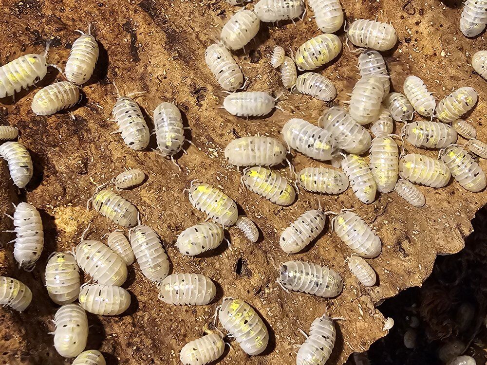 Armadillidium vulagre "Japanese Magic Potion"