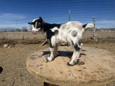 Blue Eyed Nigerian Dwarf Buckling