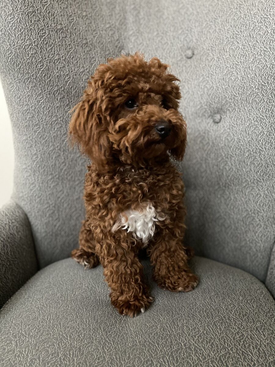 DEEP RED TOY POODLE STUD