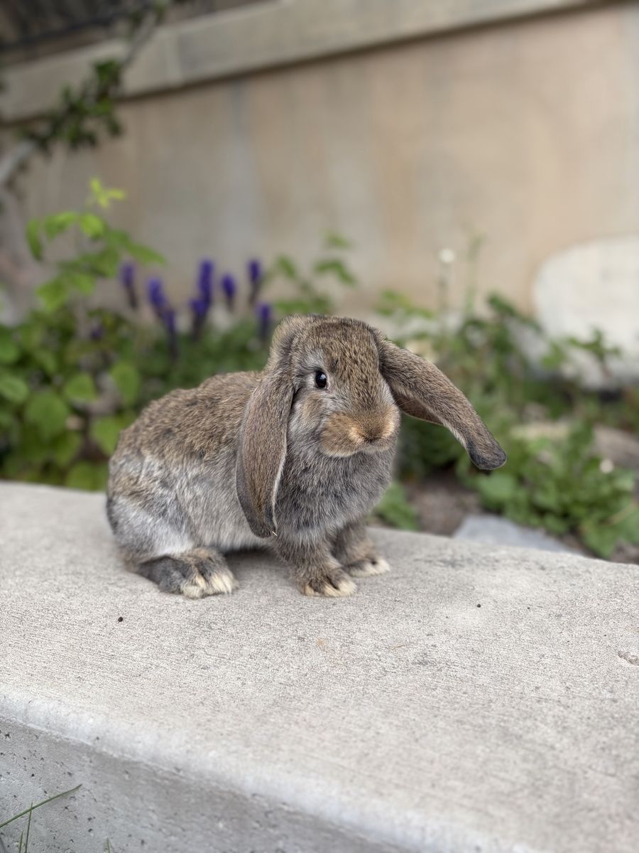 French Lop Buck