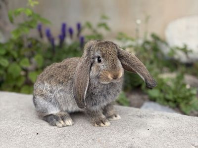 French Lop Buck