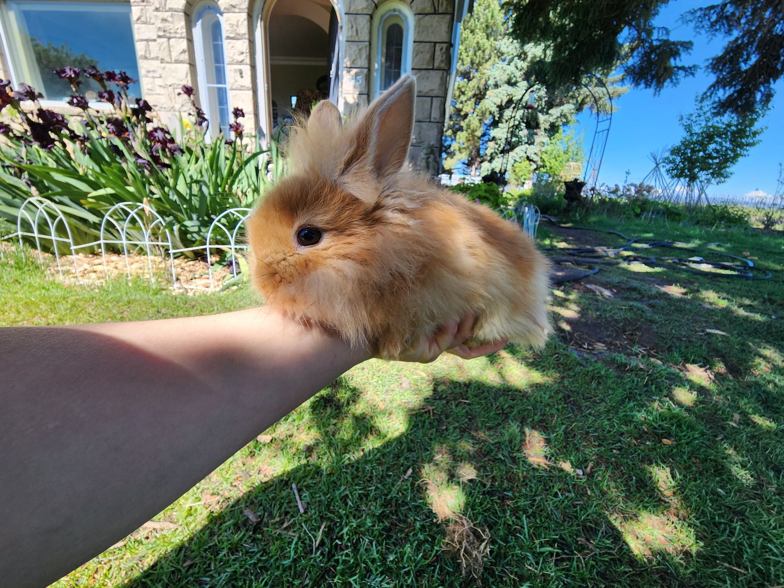 Female Lionhead bunny