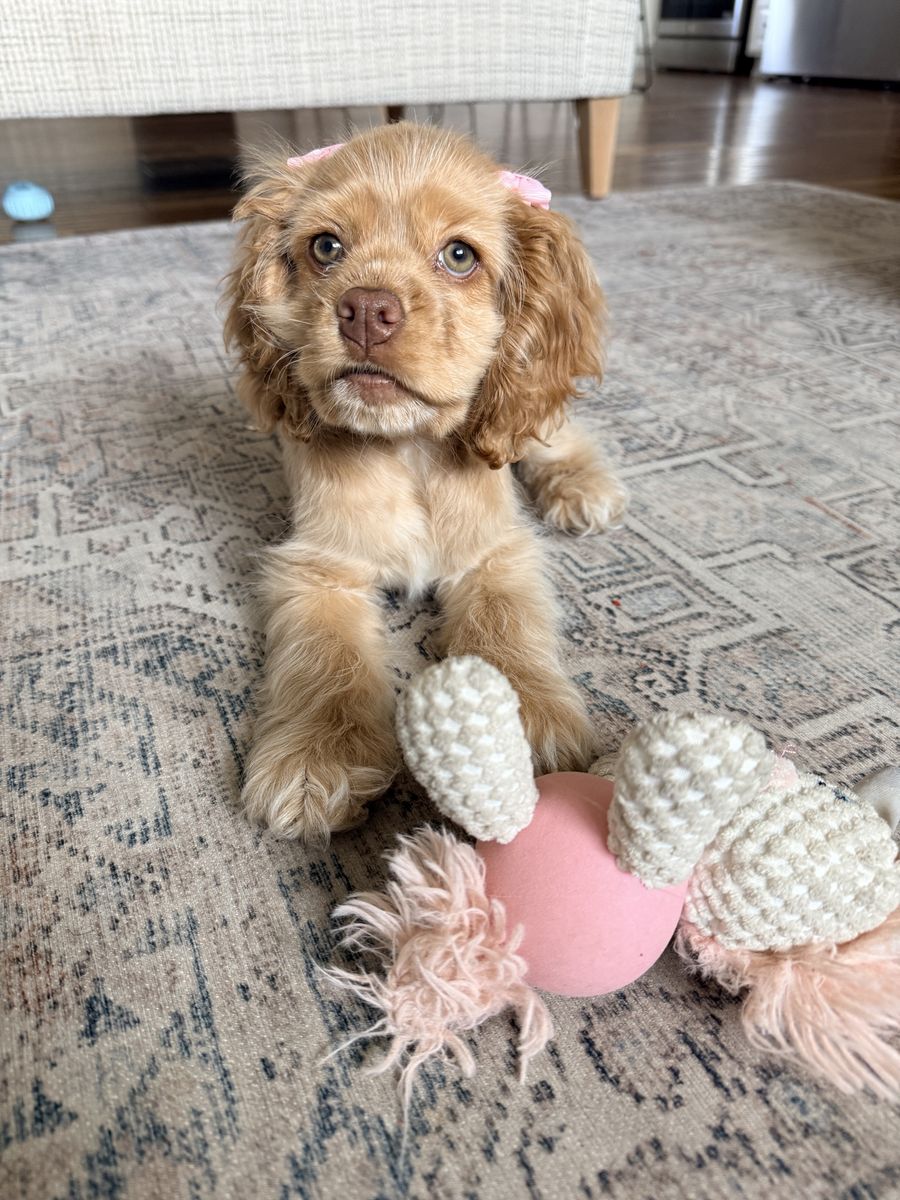 Cocker Spaniel 20 weeks